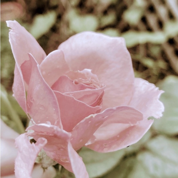 Meet your Posher, Abby - Picture 6 of 12